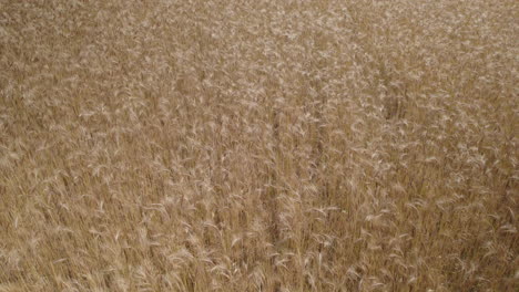 Traditional-Finnish-Rye-Agricultural-Field-Close-Aerial-Backward