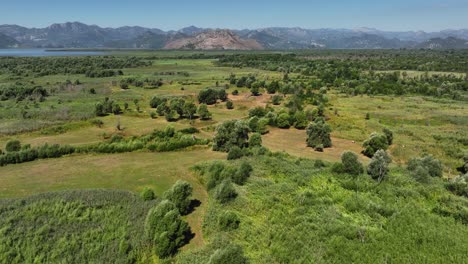 Aerial-view-over-nature-in-Skadar-lake-national-park,-summer-in-sunny-Montenegro