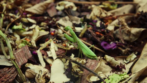 Green-praying-mantis-standing-still-after-climbing-up-onto-a-vine-on-the-forest-floor