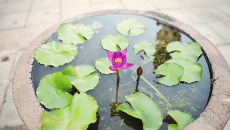 Pink-Purple-Lotus-Flower,-Buddhist-Temple-Detail-in-Bangkok,-Thailand-at-Temple-of-the-Reclining-Buddha-,-a-Famous-Popular-Tourist-Attraction