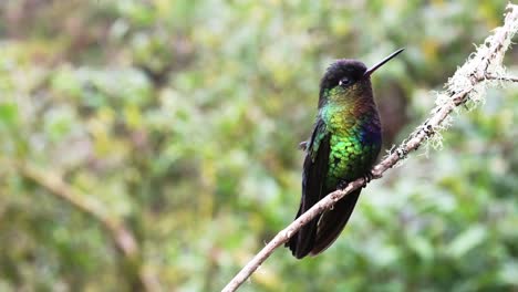 Costa-Rica-Kolibri,-Feuriger-Kehlkolibri-Vogel-Nahaufnahme-Porträt-Von-Bunten-Schillernden-Federn-Und-Gesicht,-Wunderschöne-Wildtiere-Und-Naturhintergrundvideo