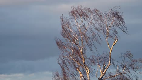 Silver-Birch-Tree-Swaying-in-the-Wind-Close-Up-in-Beautiful-Golden-Warm-Sunlight-with-Storm-Clouds,-Blowing-in-Windy-Weather-Conditions,-Richmond-Park,-London,-England,-United-Kingdom