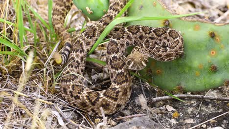 Video-Estático-De-Una-Serpiente-De-Cascabel-De-Espalda-De-Diamante-Occidental