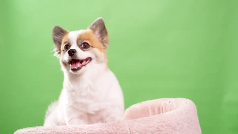 Miniature-fawn-and-white-colored-dog-in-close-up,-looking-amusing-and-lively-as-he-rests-on-a-pink-rug-made-of-fabric-against-a-green-background