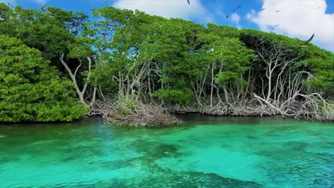 POV-Watch-CARIBBEAN-MANGROVE-WITH-GREEN-TREES-AND-nest-BIRDS,-Los-Roques-Venezuela