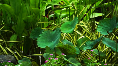 Jardín-Asiático-Natural-Verde-Tradicional-Tropical-Con-Brisa-Suave,-Entorno-Natural-Ecológico-No-Contaminado