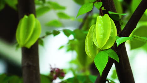 Grüne-Natürliche-Blumenpflanzenbaumblätter-Im-Asiatischen-Garten