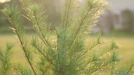 Kleine-Kiefer-Im-Morgenlicht-Mit-Tau-Bedeckt