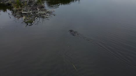 Beaver-swimming-and-dragging-new-material-for-building-a-dam
