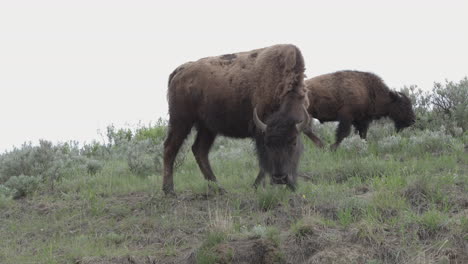 Dos-Bisontes-Pastando-Por-La-Mañana-Con-Un-Cielo-Nublado