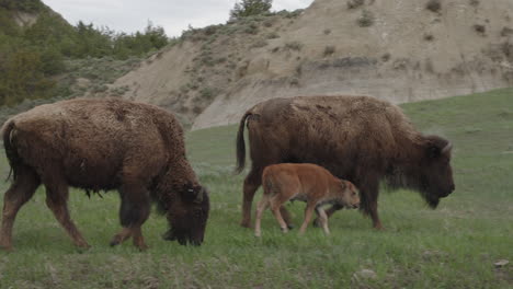 Bisonkälber-Bleiben-Bei-Der-Mutter,-Während-Die-Herde-Vorbeizieht