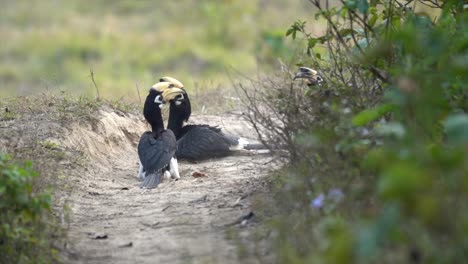 Oriental-Pied-Hornbills-taking-a-dustbath-in-the-dust-on-a-path-in-the-jungle-1