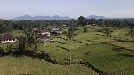 Palm-Trees-In-The-Scenic-Rice-Fields-Of-Bali,-Indonesia---aerial-drone-shot