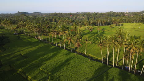 Ländliche-Landschaft-Mit-Reisfeldern-Und-Kokospalmen-In-Bali,-Indonesien---Luftdrohnenaufnahme