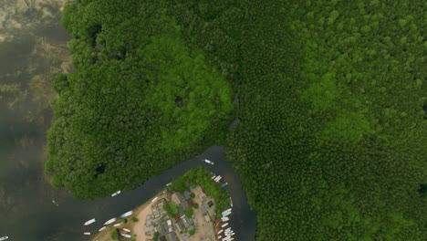 Dense-mangrove-forest-on-Nusa-Lembongan-with-edge-of-civilization,-top-down