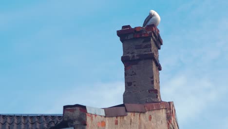 View-of-old-house-rooftop-with-clay-brick-chimney,-seagull-sitting-on-the-top-of-the-chimney,-roof-covered-with-red-clay-tiles,-sunny-summer-day,-distant-medium-shot
