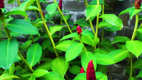 Close-up-static-shot-of-plant-with-exotic-red-flowers-in-garden