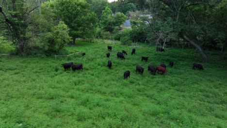 Aerial-view-of-beef-cows-grazing-on-grass-in-meadow