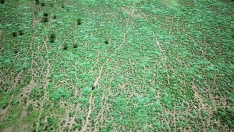 Travelers-Riding-A-Motorcycle-Through-African-Landscape-At-Daytime---aerial-drone-shot