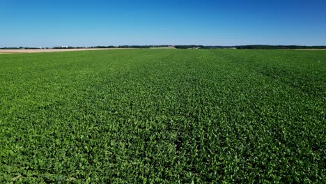 Agricultural-field-of-corn-for-biomass-production,-aerial-view-on-sunny-day