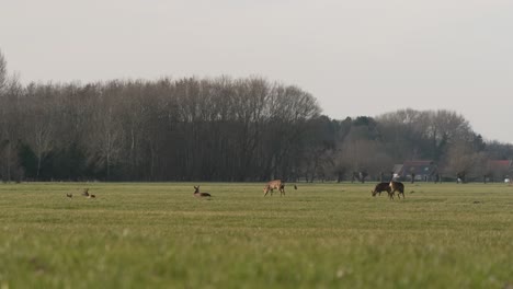 Group-of-Roe-Deers-Eating-Tender-Grass-with-a-High-Moisture-on-Forest-and-Meadow-Open-Space