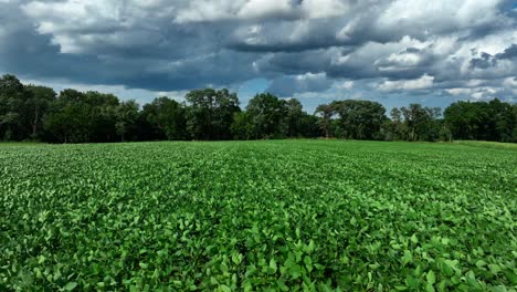 Storm-clouds-form-over-rural-soybean-farm-field