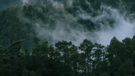 Lapso-De-Tiempo-Niebla-Danzante-Sobre-El-Bosque-Subtropical-De-Laurel-En-La-Isla-De-La-Palma