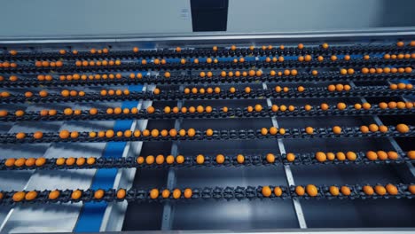Industrial-production-sorting-line-of-citrus-fruits-in-packing-plant-1