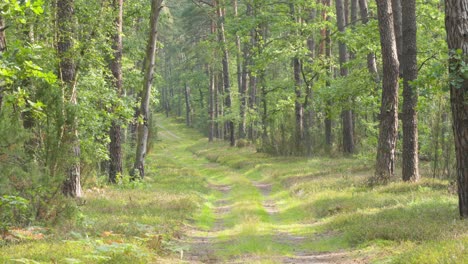 Camino-Tranquilo-En-Medio-De-Un-Bosque-Caducifolio-De-Primavera-Verde