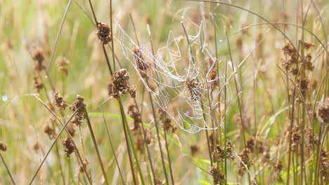 An-abandoned,-broken-spider-web-dancing-in-the-breeze