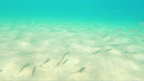 Group-Of-Sea-Fishes-In-The-Deep-Seabed-Of-Fuerteventura-Island,-Spain--In-The-Canaries