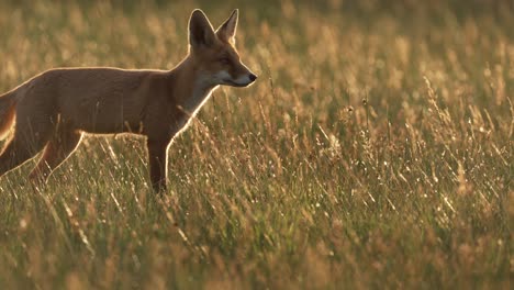 Kamerafahrt-Von-Wilden-Rotfuchsjägern,-Die-Bei-Sonnenuntergang-Beute-Auf-Der-Wiese-Jagen,-Nahaufnahme-In-Zeitlupe