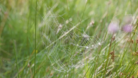 Una-Tela-De-Araña-Abandonada-En-La-Hierba-Cubierta-De-Rocío-Que-Revolotea-Con-La-Brisa