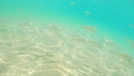 Marine-Fishes-Swimming-In-The-Clear-Blue-Waters-Of-Atlantic-Ocean-In-Fuerteventura,-Spain
