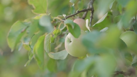 Apfel-In-Einem-Apfelbaum