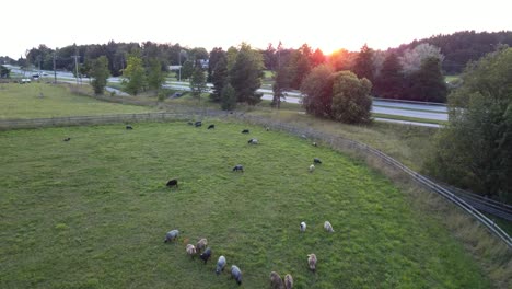 Schafherde-Auf-Einem-Feld-In-Der-Nähe-Der-Straße-Während-Des-Sonnenuntergangs