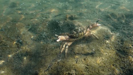 Toma-Submarina-Pov-De-Cangrejo-Verde-Salvaje-Arrastrándose-En-El-Suelo-Del-Mar-Del-Norte-En-Países-Bajos