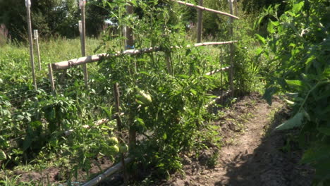 Growing-tomatoes-in-the-vegetable-garden,-sticks-that-hold-the-tomato-plants-vertically