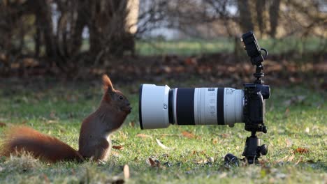 Das-Eichhörnchen-Weiß,-Dass-An-Dieser-Kamera-Irgendwo-Eine-Nuss-Sein-Muss