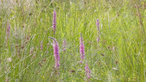 Pink-flower-on-a-green-meadow