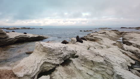 Wildlife-scene-of-Kaikoura-Seal-colony-on-limestone-cliff,-moody-day-in-New-Zealand