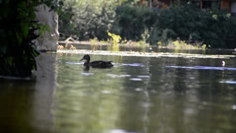 Female-duck-swimming-on-calm-shallow-river-water-and-disappearing-behind-a-bush-underneath-the-Lahn-bridge-in-Wetzlar,-Germany