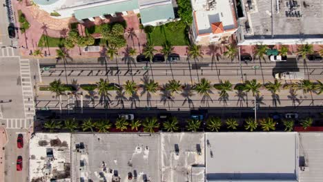 Exotic-alley-street-with-lines-of-palm-tree-and-car-driving-in-Miami,-aerial-top-down