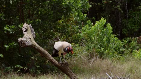 King-Vulture-,-Costa-Rica-Wildlife-Birds-and-Birdlife,-Flying-Taking-Off-a-Branch-in-Boca-Tapada,-Central-America