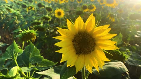 Eine-Biene,-Die-Nektar-Aus-Einer-Sonnenblume-Saugt,-Handgehaltene-Nahaufnahme