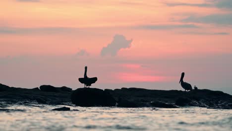 Vogelsilhouette-Gegen-Sonnenuntergang,-Brauner-Pelikan-Silhouette-Sitzend-Auf-Felsen-An-Der-Pazifischen-Ozeanküste-In-Costa-Rica-Mit-Dramatischem-Himmel,-Filmische-Erstaunliche-Naturaufnahmen