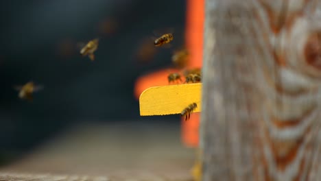 Nahaufnahme-Von-Bienen,-Die-In-4k-In-Zeitlupe-In-Und-Aus-Einem-Bienenstock-Fliegen-2