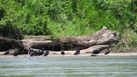 Flock-of-Black-Vultures-on-a-River-Bank-in-Costa-Rica-Holiday-for-Bird-Watching,-Large-Group-Lots-of-Birds,-Birdlife-in-Boca-Tapada,-Costa-Rica,-Central-America