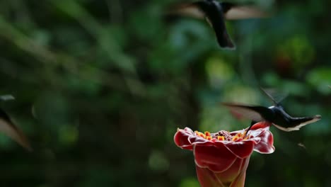 White-Necked-Jacobin-Hummingbird-,-Bird-Flying-in-Flight-and-Feeding-and-Drinking-Nectar-from-a-Bright-Red-Flower-in-Tropical-Rainforest-in-Costa-Rica,-Central-America