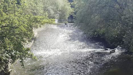 Cascada-De-Agua-Sobre-Un-Vertedero-De-Cresta-Ancha-En-El-Río-Bollin-Cerca-De-Bollington,-Cheshire,-Reino-Unido-Y-Cerca-De-Dunham-Park